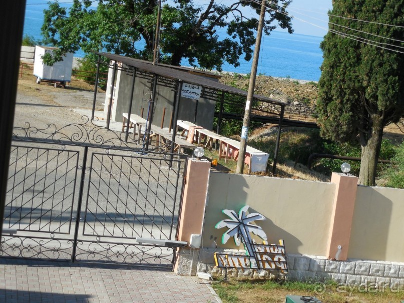 фото Пальма