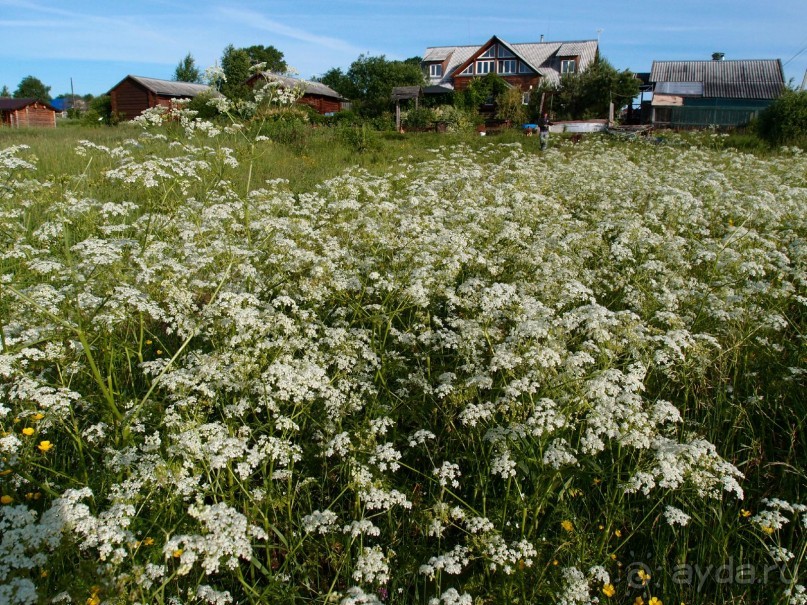 фото Ботово