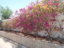 фото Melton Tiran Resort 