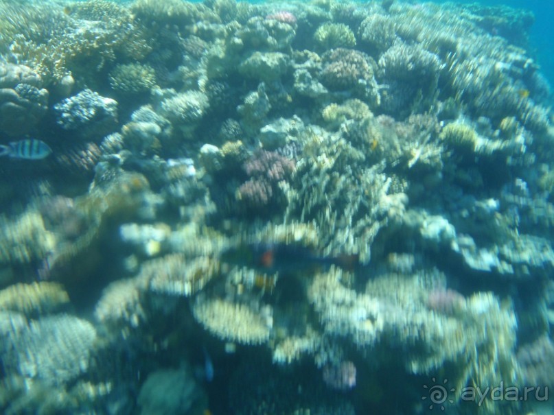 По Сеньке шапка...