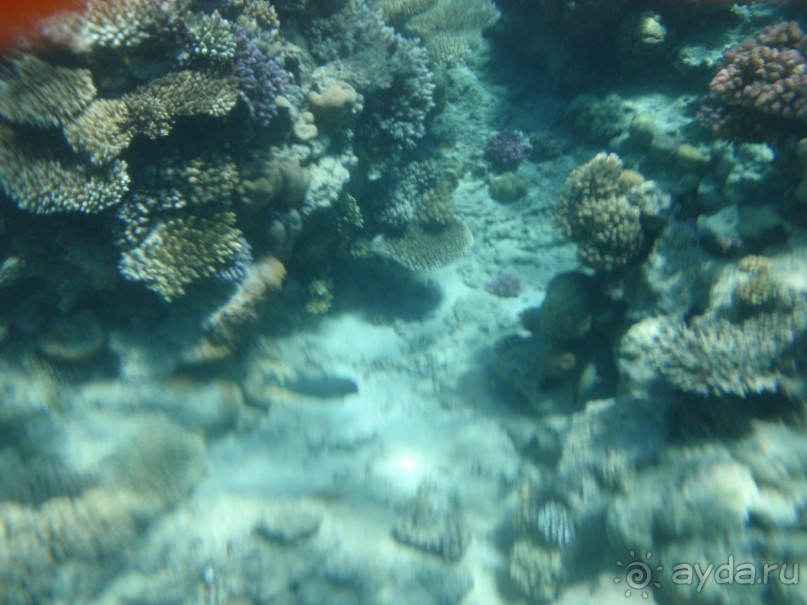 По Сеньке шапка...