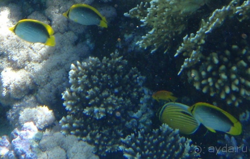 По Сеньке шапка...