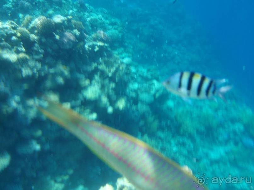 По Сеньке шапка...