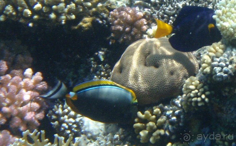 По Сеньке шапка...