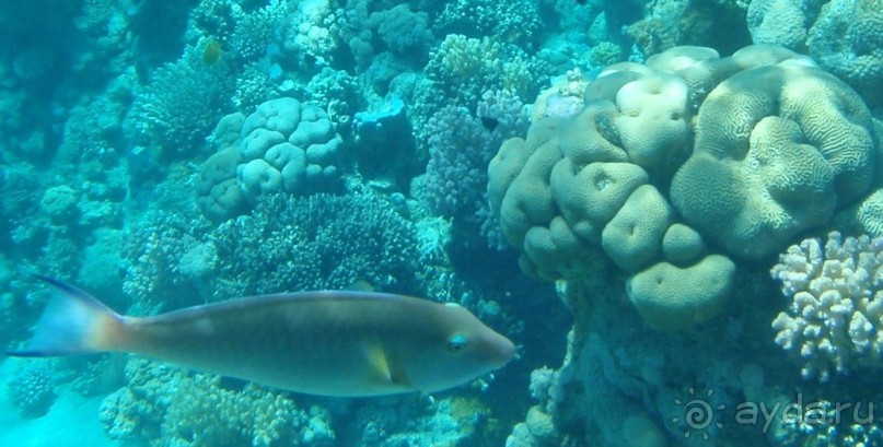 По Сеньке шапка...