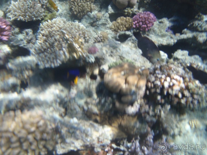 По Сеньке шапка...