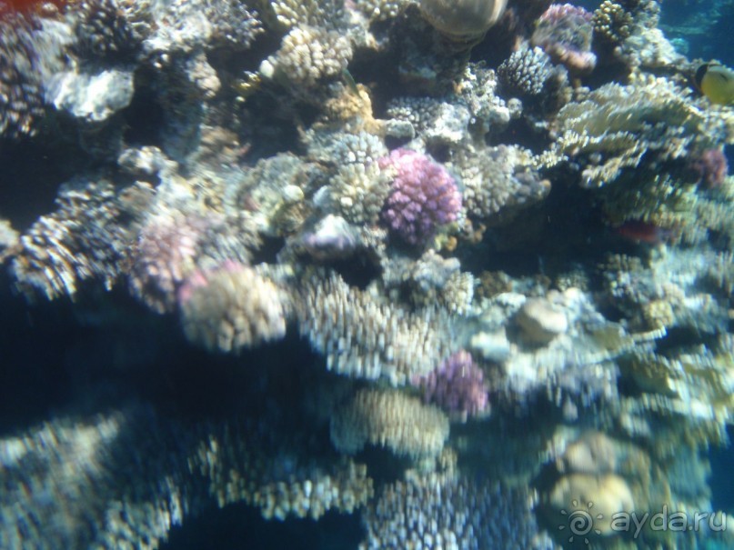 По Сеньке шапка...