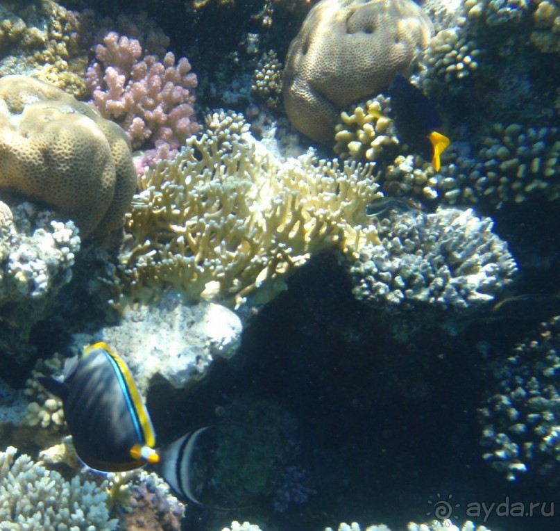 По Сеньке шапка...