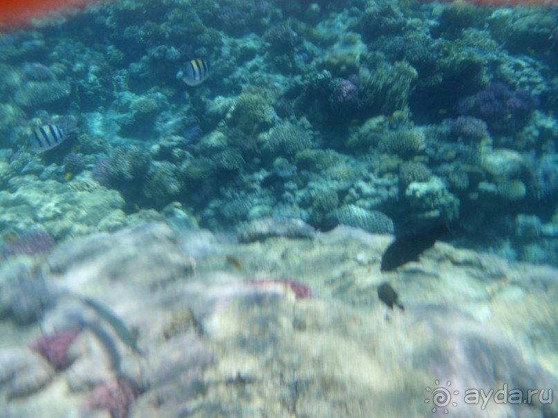 По Сеньке шапка...