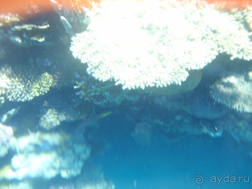 По Сеньке шапка...