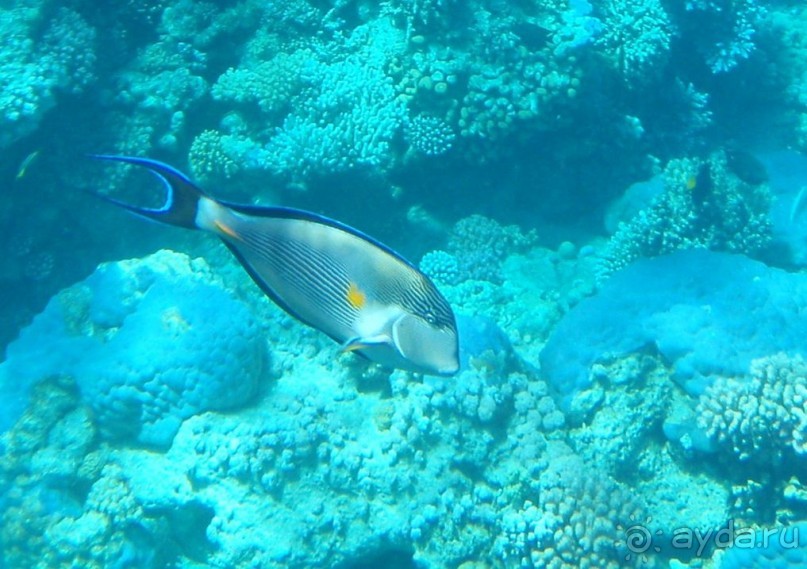 По Сеньке шапка...