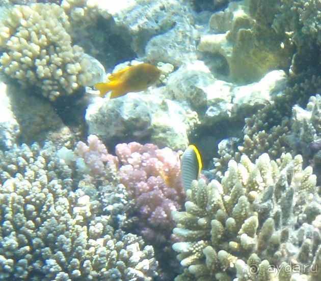 По Сеньке шапка...