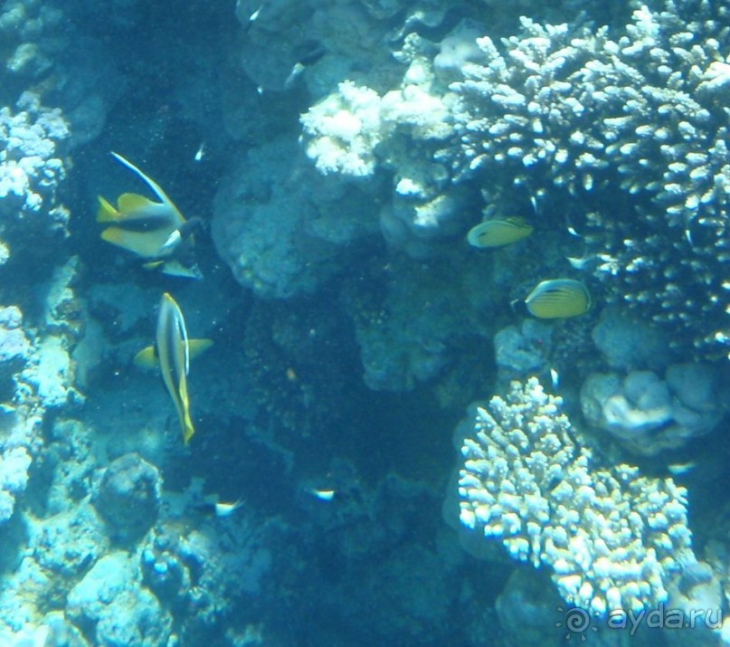 По Сеньке шапка...