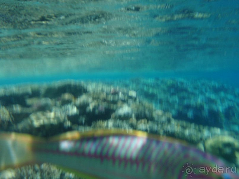 По Сеньке шапка...