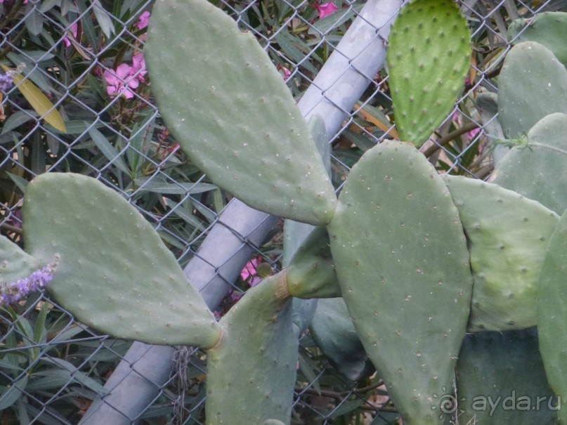 Наш отдых в САНМЕРРИ ( Бельдиби)