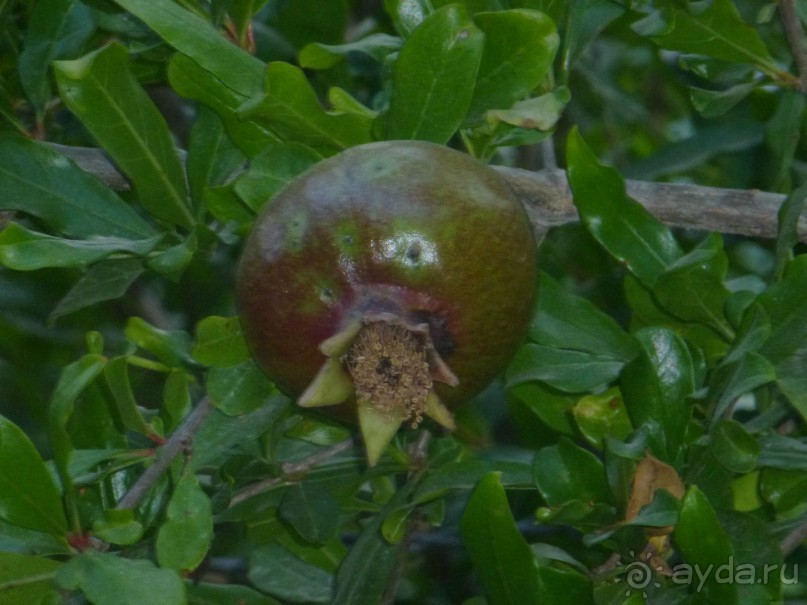 Наш отдых в САНМЕРРИ ( Бельдиби)