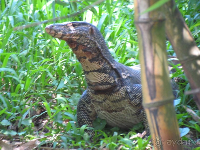 Шри Ланка - супер!!!!