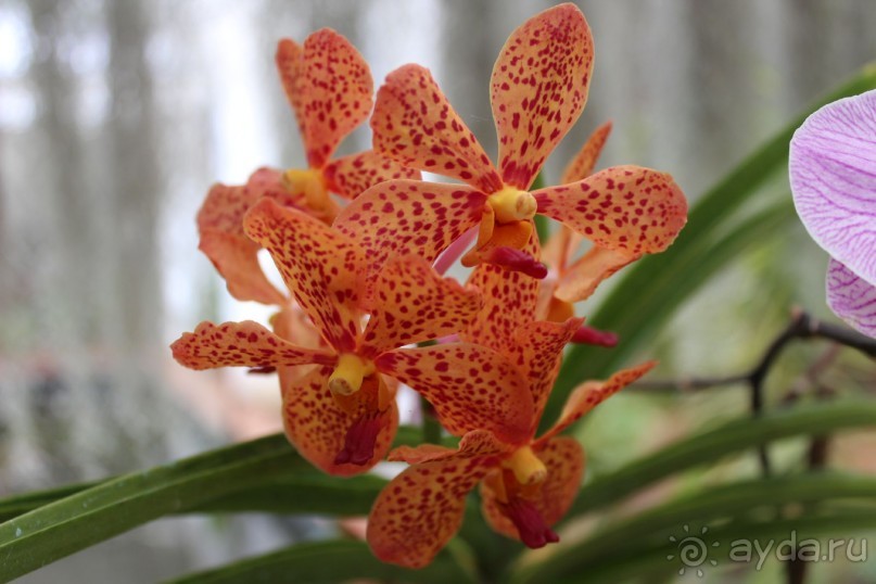 Шри Ланка - супер!!!!