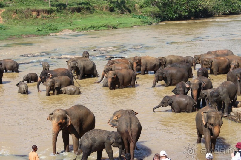 Шри Ланка - супер!!!!