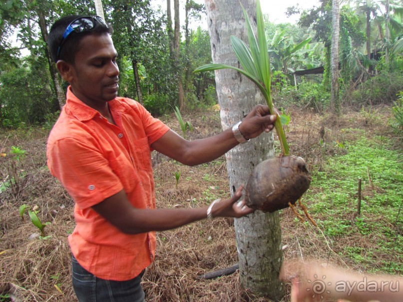 Шри Ланка - супер!!!!