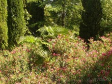 Растительность, в которой утопает пансионат(вид из окна)