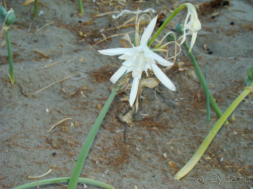 Остались очень довольны