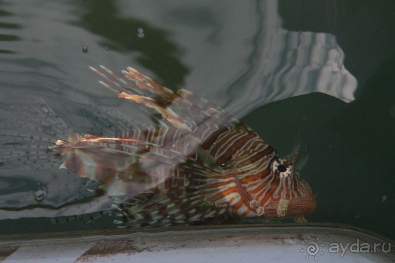 "Анапа" в Египте