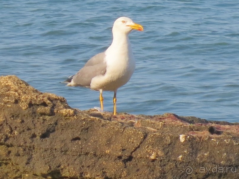 фото Перуника