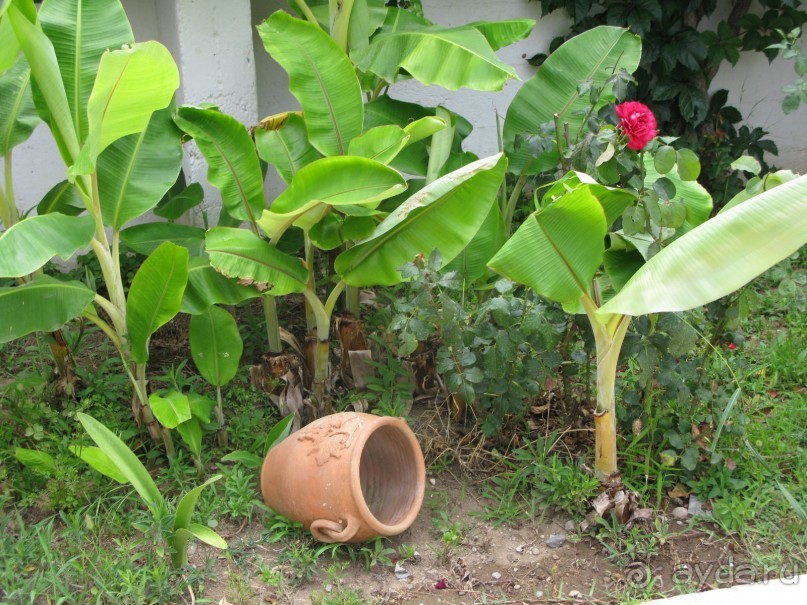 очень милый