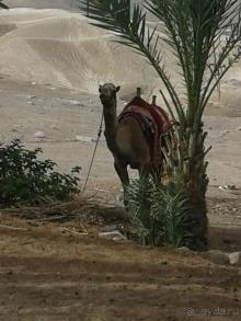 Отдых в Израиле.