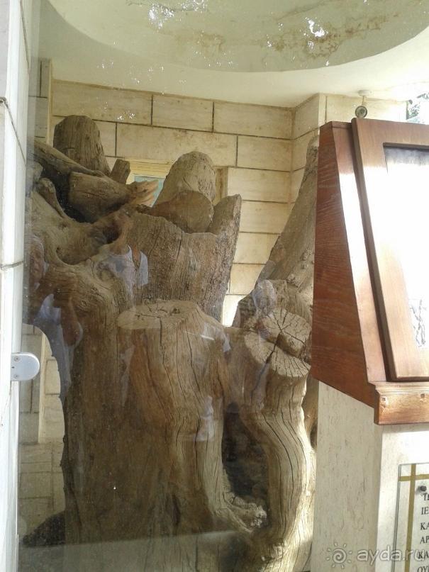 ДЕРЕВО,НА КОТОРОМ СИДЕЛ ЗАКХЕЙ