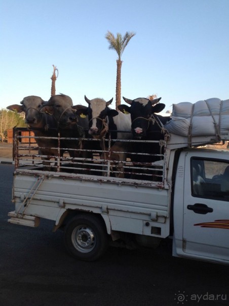 Куда нас везут, не знаете?