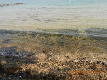 фото Blue Orange