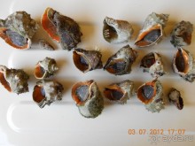 фото Blue Orange