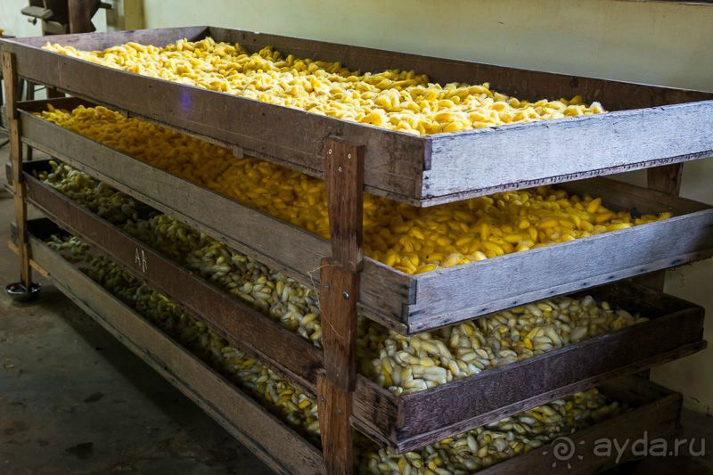 Альбом отзыва "К храмам Камбоджи"