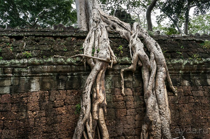 Альбом отзыва "К храмам Камбоджи"