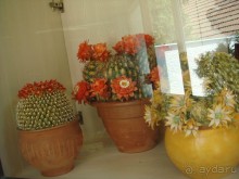 Сладкая сказка!