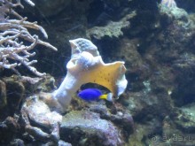 Дайвинг интереснее.