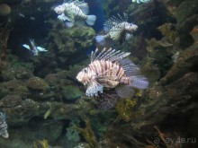 Дайвинг интереснее.