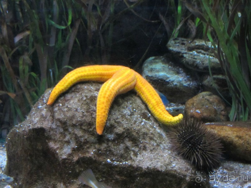 Дайвинг интереснее.