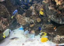 Дайвинг интереснее.