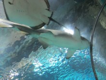 Дайвинг интереснее.