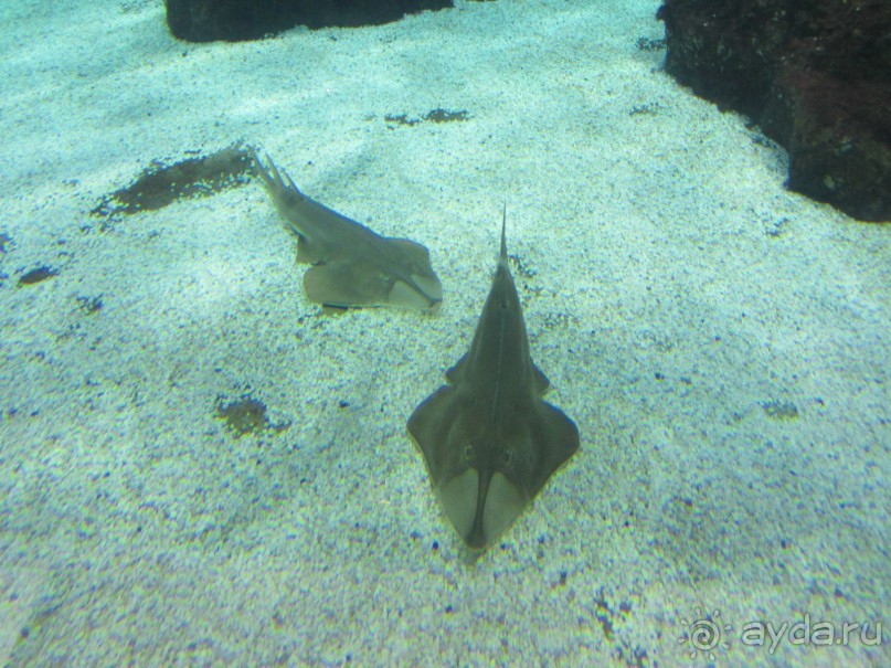 Дайвинг интереснее.