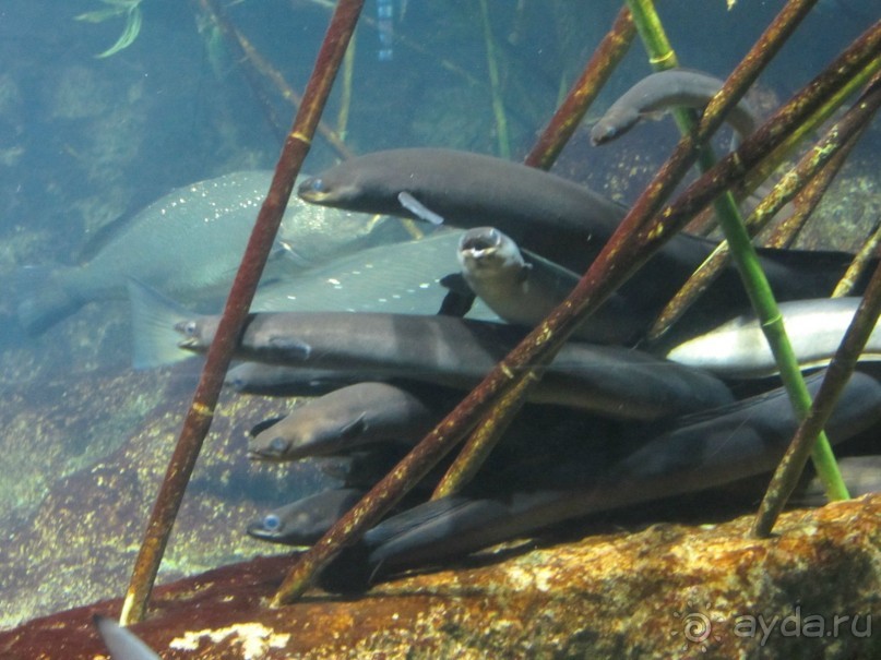 Дайвинг интереснее.