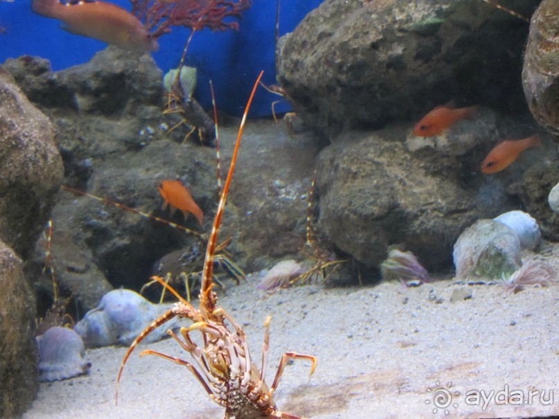 Дайвинг интереснее.