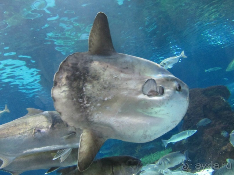 Дайвинг интереснее.