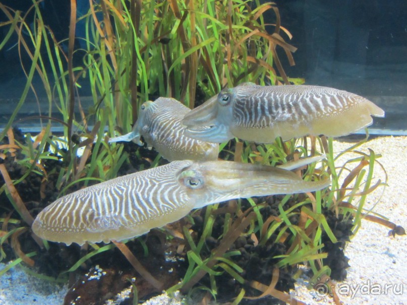 Дайвинг интереснее.