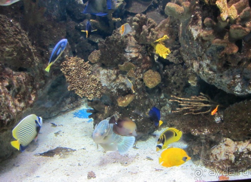 Дайвинг интереснее.