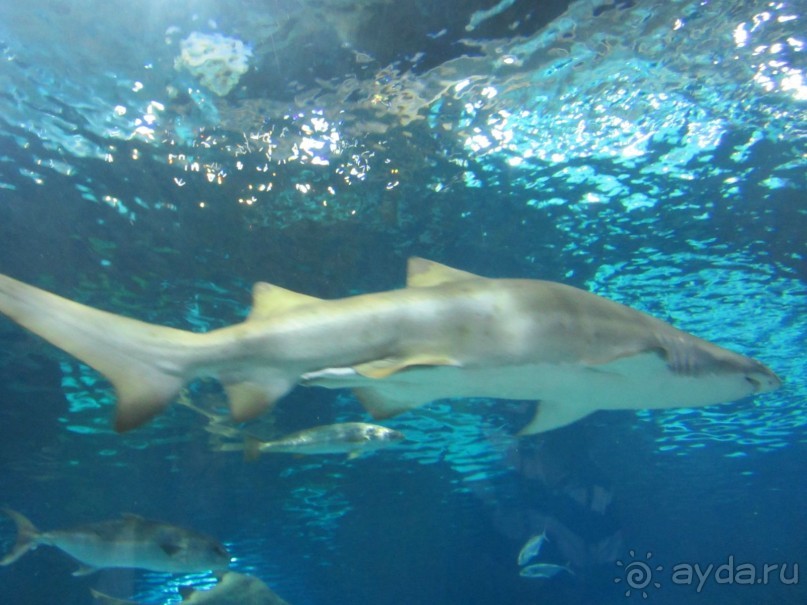 Дайвинг интереснее.