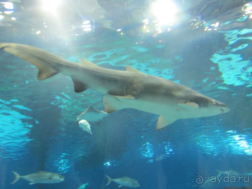 Дайвинг интереснее.